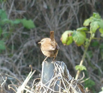 Wren on his singing post