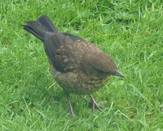 Baby blackbird