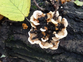 Fungus