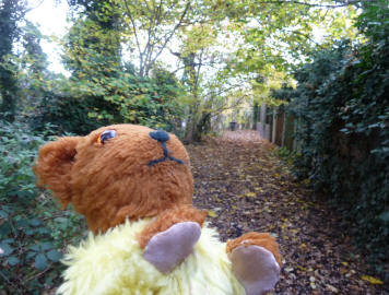 Yellow Teddy listening for birdsong