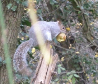 Squirrel with apple