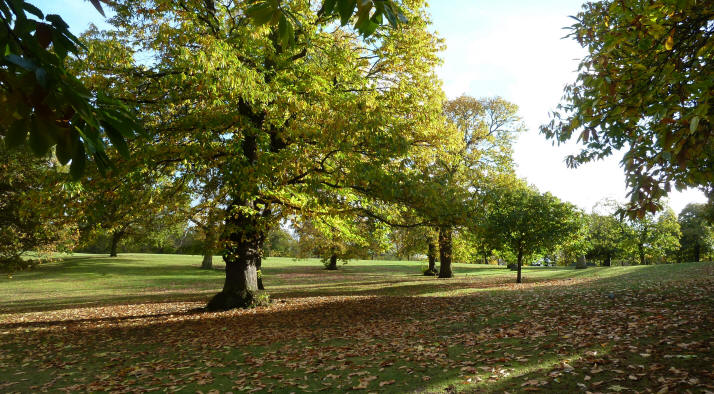 Greenwich Park avenue of trees