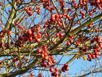 Berry tree