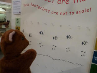 Brown Teddy with footprints display