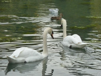 Swans