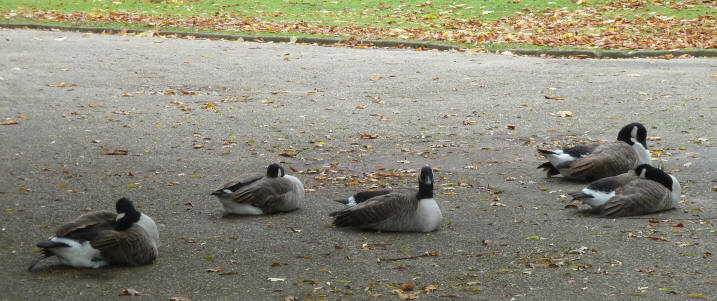 Geese sleeping on path