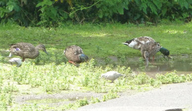 Priory ducks eating seeds