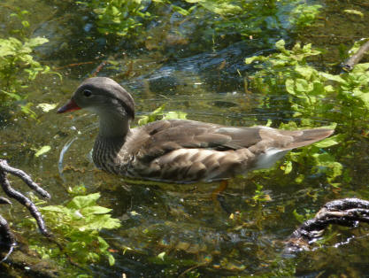 Priory ornamental duck