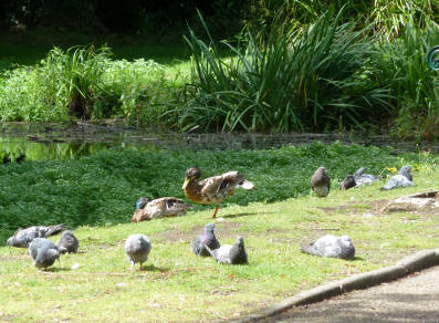 Priory pigeons lazing about