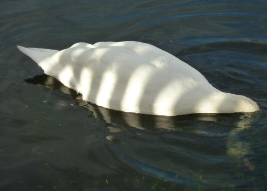 Swan with stripy shadows