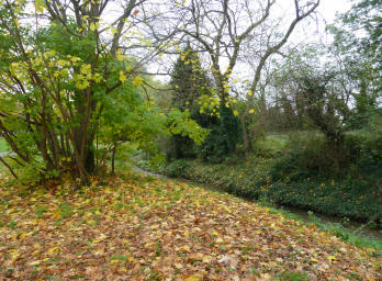 River Cray autumn leaves