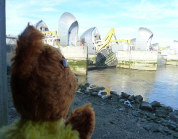 Yellow Teddy looking out over river