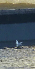 Seagull near barrier