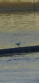 Seagull on barrier 2