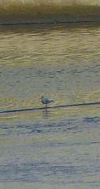 Seagull on barrier 3