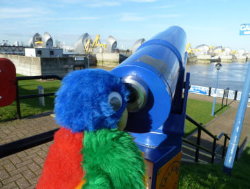 Blue Parrot with telescope