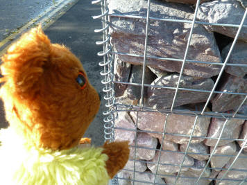 Yellow Teddy with gabion