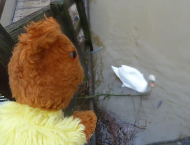 Yellow Teddy with swan