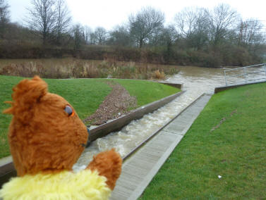 Yellow Teddy at canoe pass