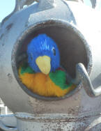 Blue Parrot with diver's helmet