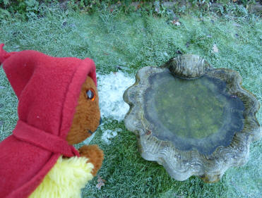 Yellow Teddy with frozen birdbath