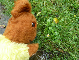 Yellow Teddy with last daisy