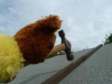 Yellow Teddy nailing down batten on shed roof