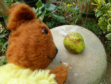 Yellow Teddy with slug-eaten apple