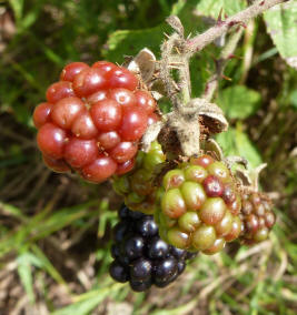 Blackberries