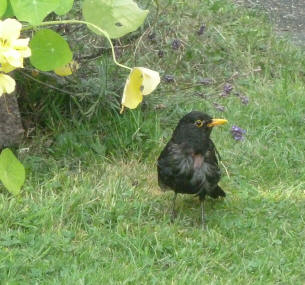 Untidy Daddy Blackbird