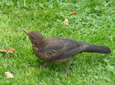 Young blackbird