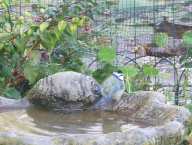 Bluetit in birdbath