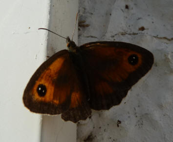 Meadow Brown butterfly