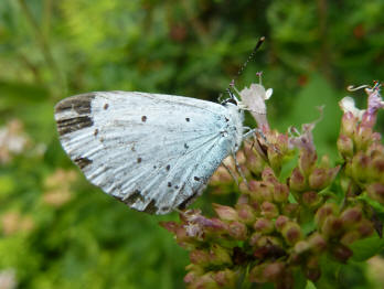 White butterfly