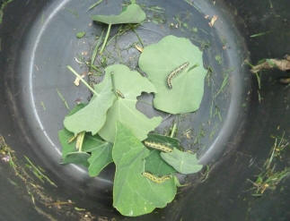 Caterpillars in bucket