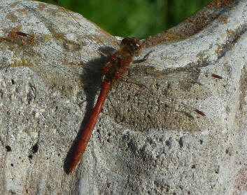 Orange dragonfly