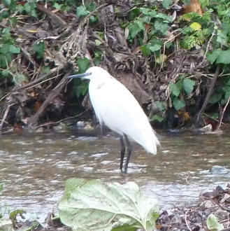 Egret in river