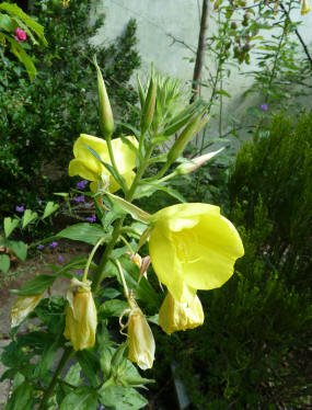 Evening primrose