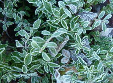 Frosty leaves