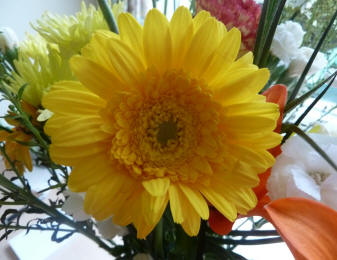 Yellow gerbera flower