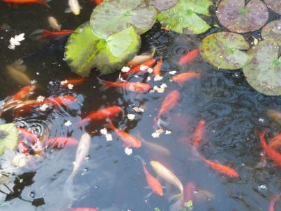 Goldfish with bread