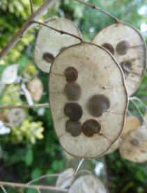 Honesty seed head