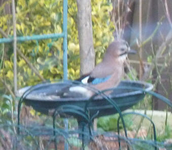 Jay in birdbath