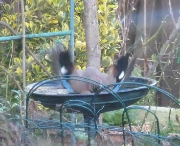 Jay splashing in birdbath