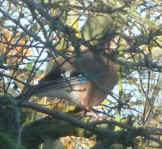 Jay in tree