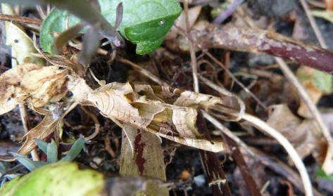 Leaf coloured brown moth