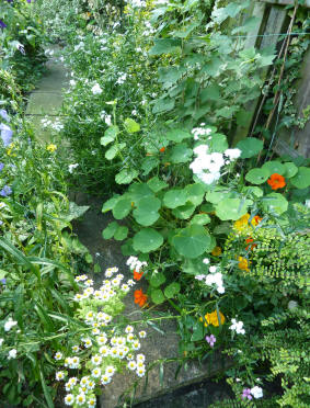 Nasturtiums along path