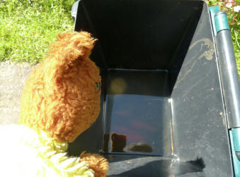 Yellow Teddy with newly arrived goldfish