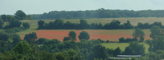 Field of poppies