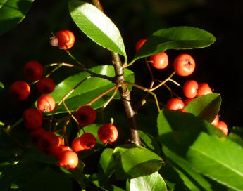 Pyracantha berries